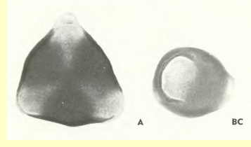 Крушина ломкая (Rhamnus frangula L.)-пыльцевые зерна Крушина ломкая (Rhamnus frangula L.)-пыльцевые зерна